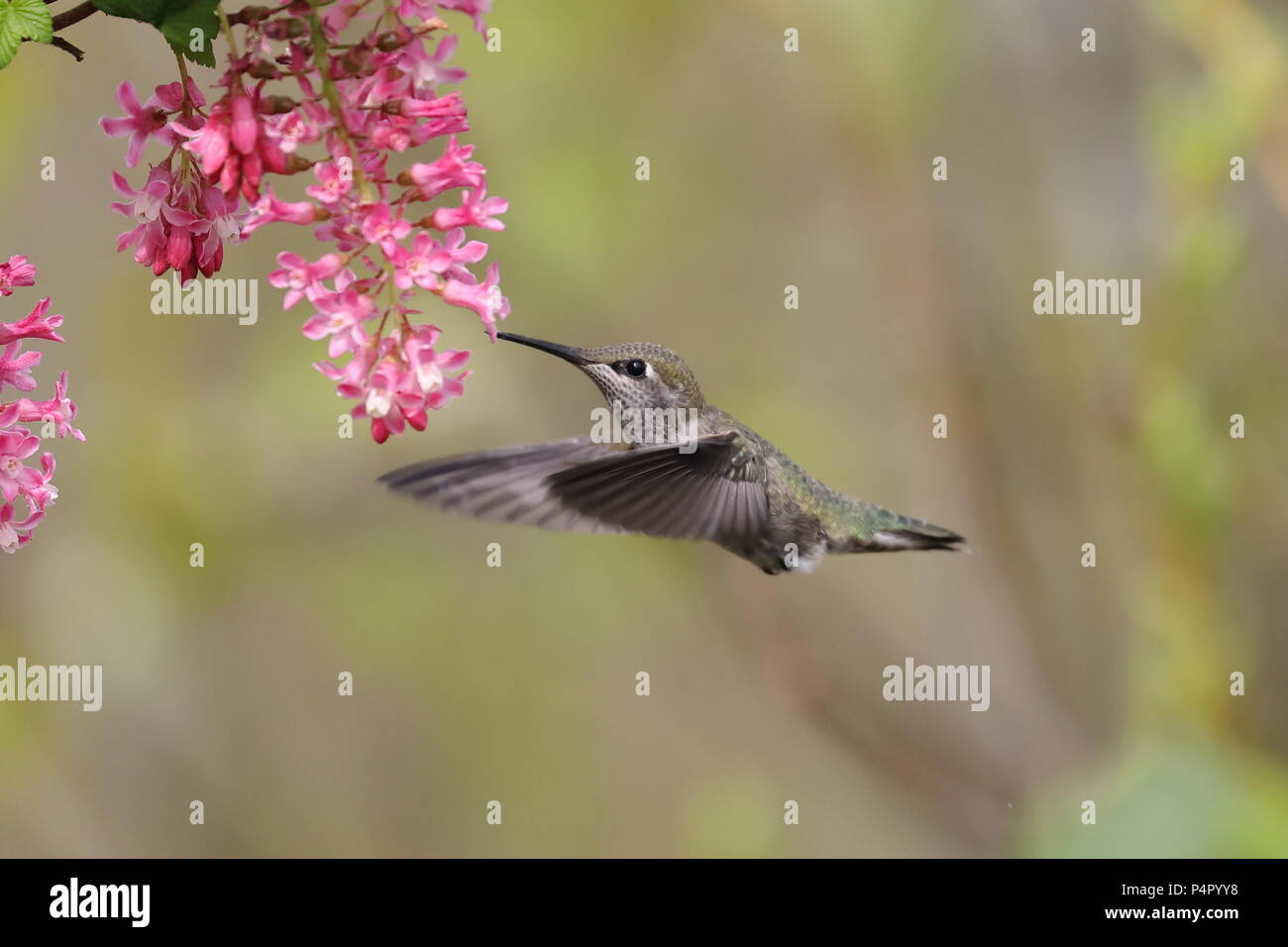 Frau Anna's Hummingbird Fütterung auf Rot-blühenden Johannisbeere Stockfoto