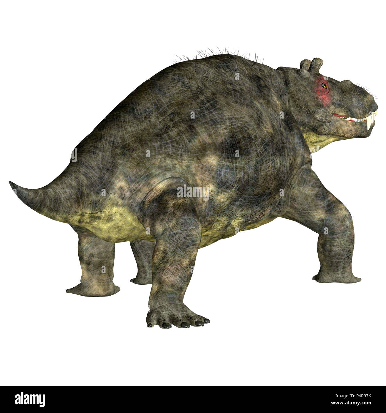 Estemmenosuchus uralensis Dinosaurier Schwanz - Estemmenosuchus uralensis war ein Allesfresser therapsid Dinosaurier in der Permian Periode in Russland gelebt. Stockfoto