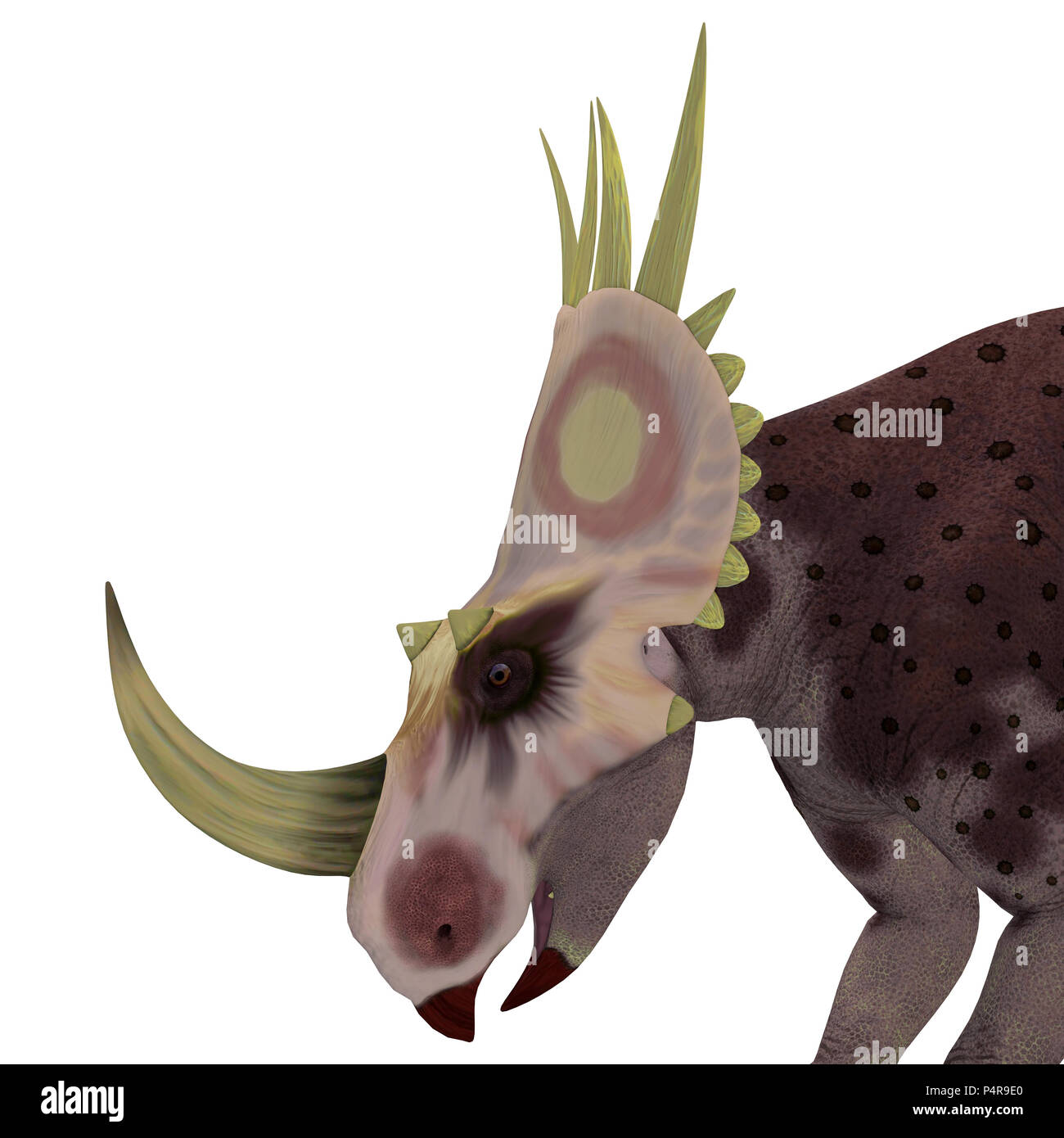 Rubeosaurus Dinosaurier Kopf - Ceratopsian Rubeosaurus war ein pflanzenfressende Dinosaurier, die in Nordamerika in der Kreidezeit lebten. Stockfoto