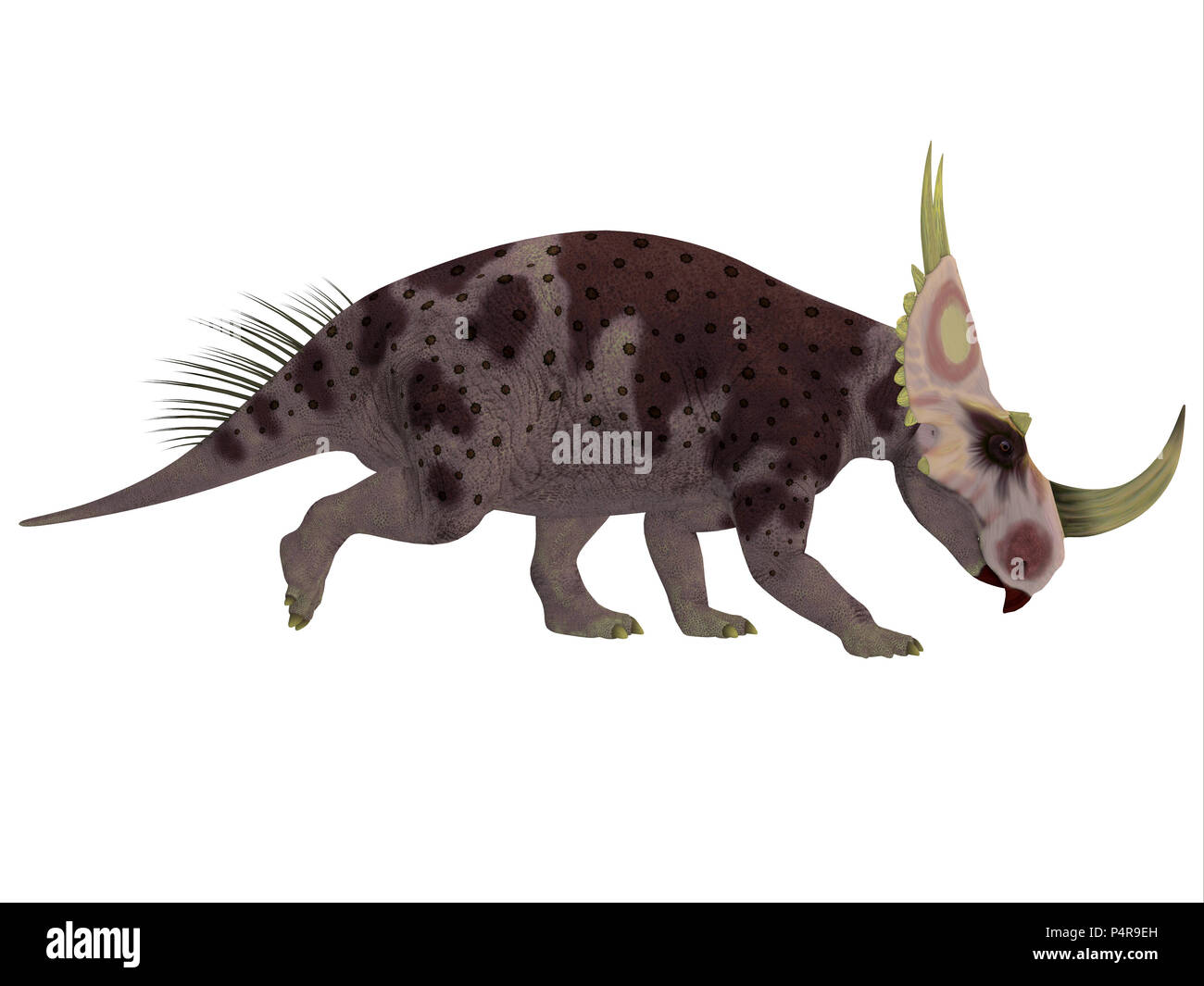 Rubeosaurus Dinosaurier Seite Profil - Ceratopsian Rubeosaurus war ein pflanzenfressende Dinosaurier, die in Nordamerika in der Kreidezeit lebten. Stockfoto