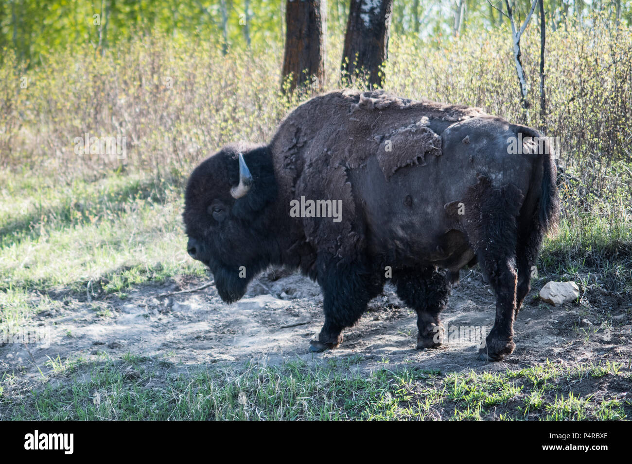 Flauschige Stockfoto