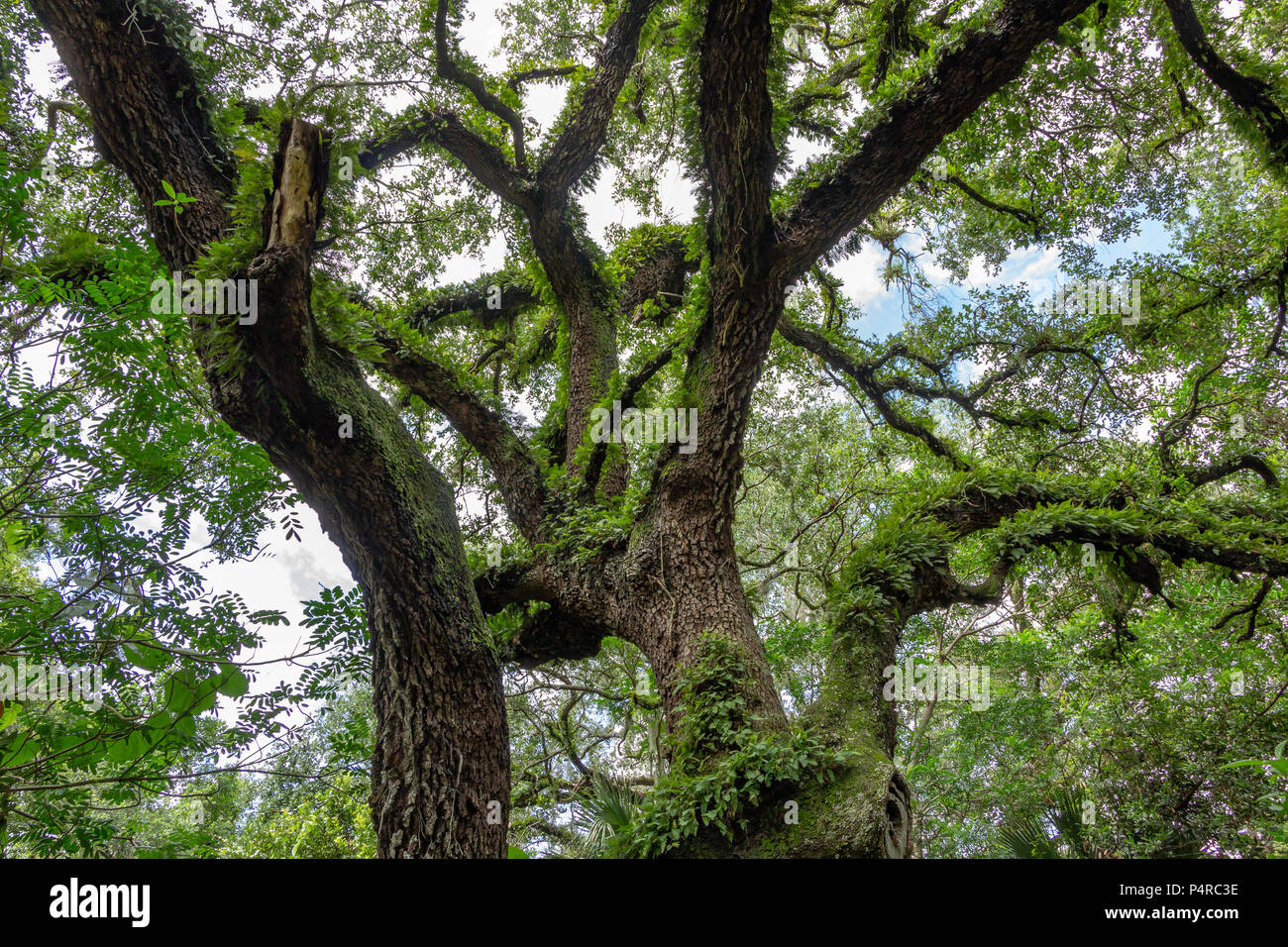 Live Oak (Quercus virginiana) verflochten Äste, Zweige, bedeckt mit Auferstehung Farn (Pleopeltis polypodioides) gegen Himmel im Wald - Lange Stockfoto