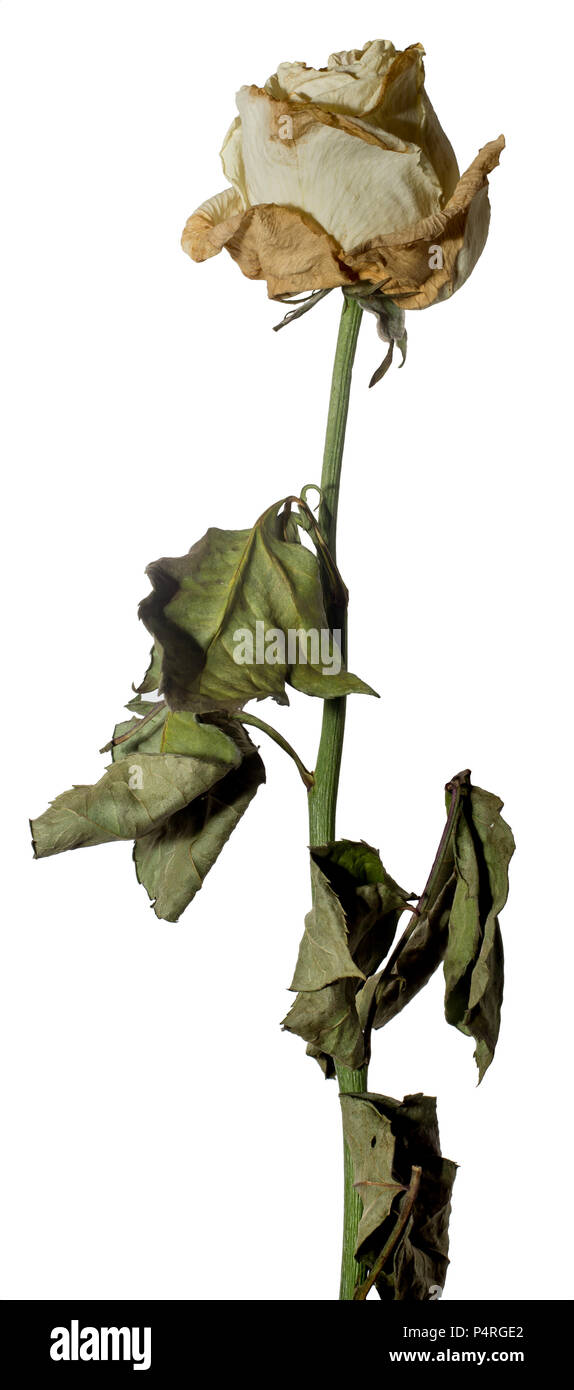 Verwelkt weiße Rose. Getrocknete Blüten und Blätter. Trauer, Emotionen. Close-up. Auf weiß isoliert. Stockfoto