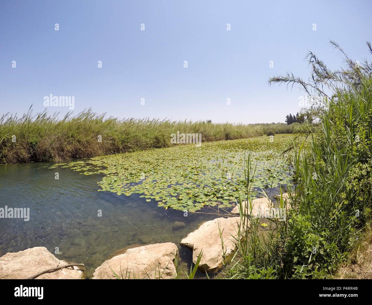 Gelbe Seerose (Nuphar lutea). Diese Wasserpflanze ist auch als die Kuh lily bekannt, und gelben Teich - Lily. In einem natürlichen Pool in Israel im September fotografiert. Stockfoto