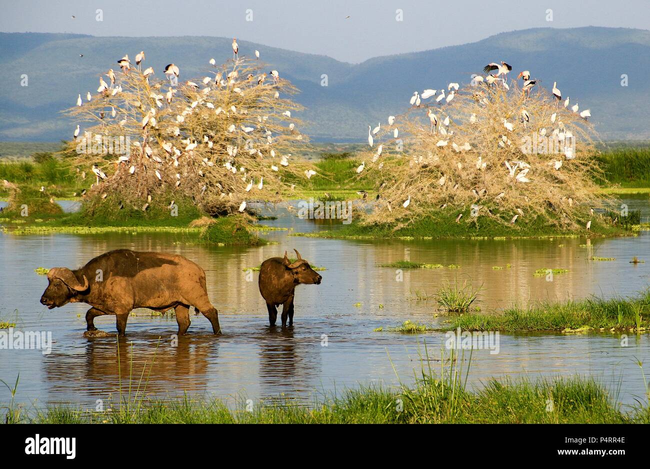 Afrika, oder Cape, Buffalo (Syncerus Caffer) in einem Wasserloch. In Tansania fotografiert. Stockfoto