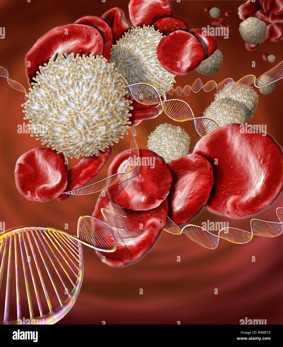 Erkrankungen des Blutes, konzeptionelle zusammengesetzte Bild. Scanning Electron Microscopy (SEM) und Computer Generated Images (CGI) der DNA (Desoxyribonukleinsäure) Moleküle (Helix) und die roten und weißen Blutzellen. Es gibt eine Reihe von Erkrankungen des Blutes, der durch genetische Mutationen verursacht werden und kann deshalb von den Eltern an die Kinder weitergegeben werden. Solche Erkrankungen gehören Hämophilie, Sichelzellenanämie und Thalassämie. Stockfoto