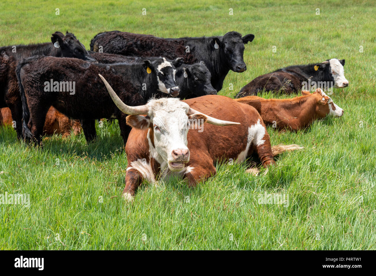 Rinder, Ranch Weide neben dem kleinen Berg Stadt Salida, Colorado, USA Stockfoto