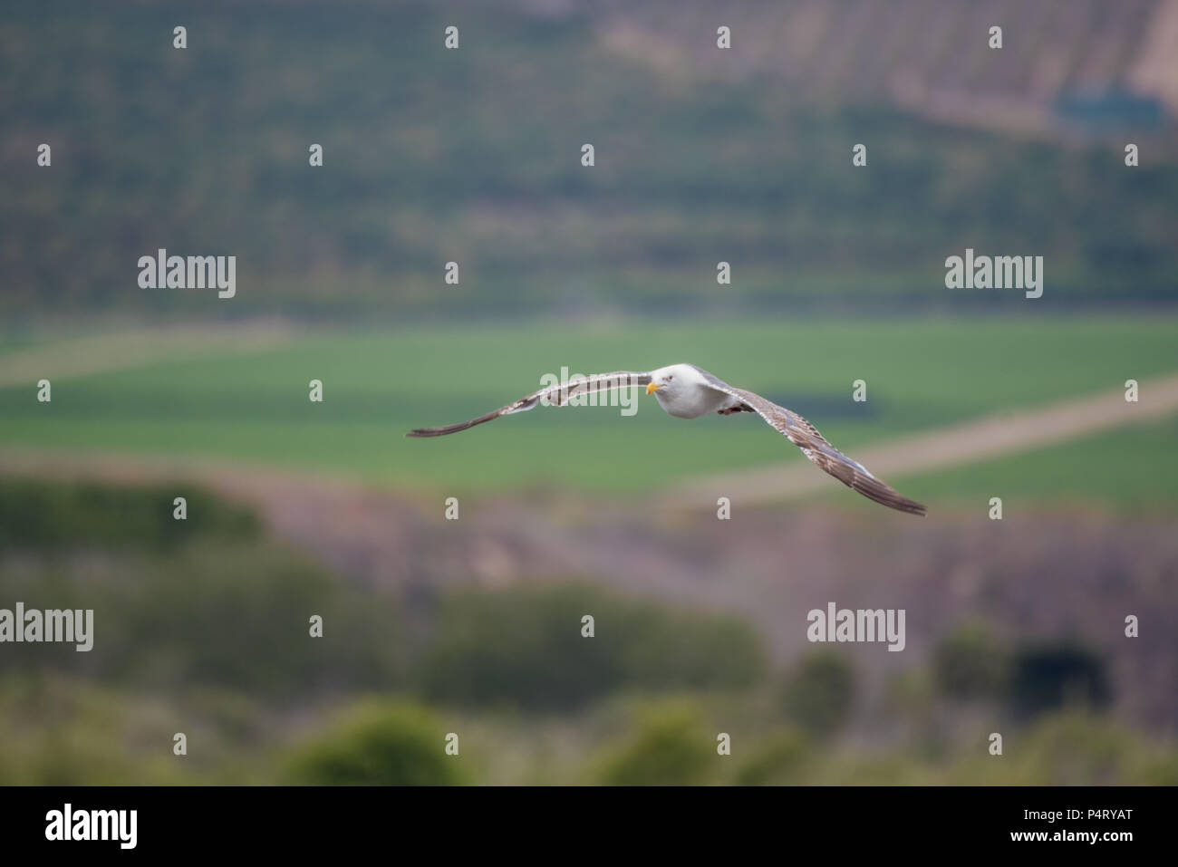 Flügel der Möwe in perfektes Gleiten Position, wie sie innerhalb von Ventura Landwirtschaft Felder steigt. Stockfoto