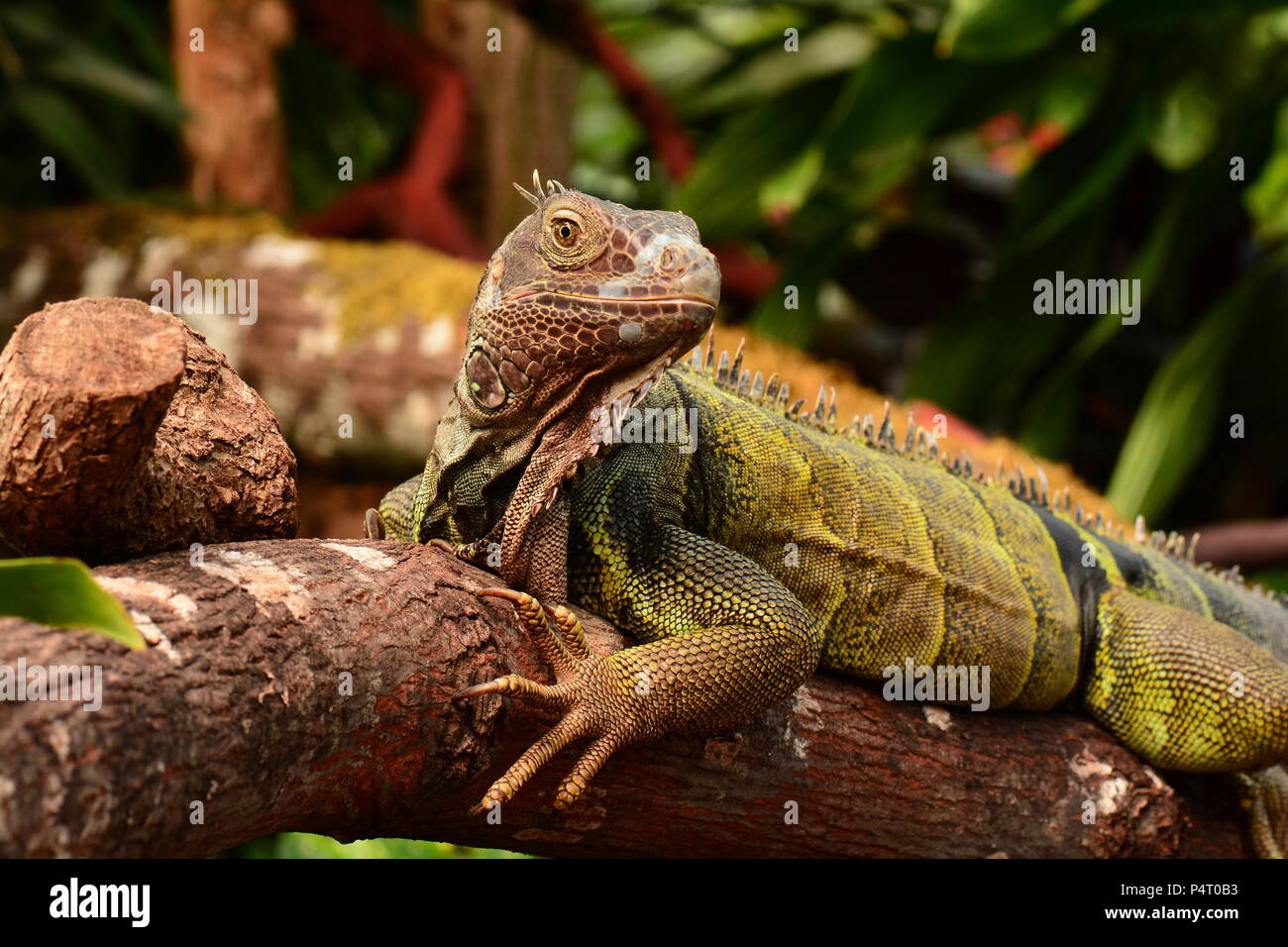 Grüner Leguan greifen einige Sun Stockfoto