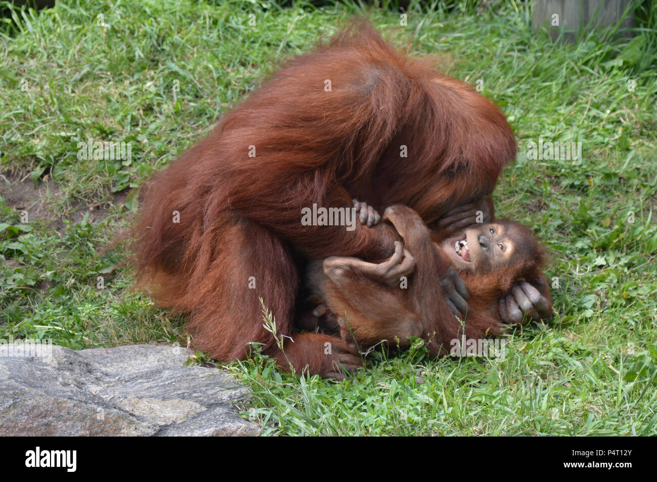 Mutter Orang-utan kitzeln Ihr Baby Stockfoto