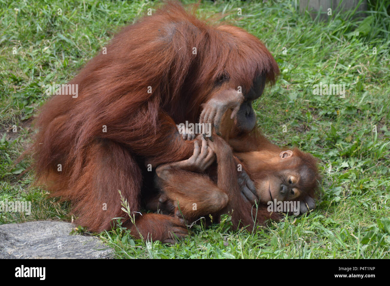 Mutter Orang-utan kitzeln Ihr Baby Stockfoto