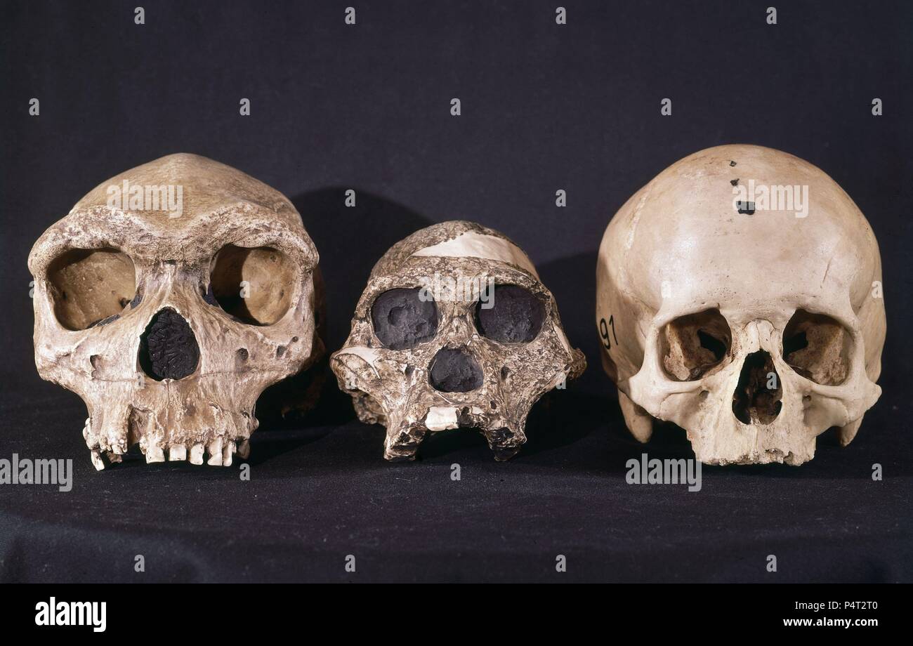 AUSTRALOPITECUS CRANEOS DE Homo sapiens, Y HOMBRE DIE TATSÄCHLICHEN. Lage: FACULTAD DE BIOLOGICAS, MADRID, SPANIEN. Stockfoto