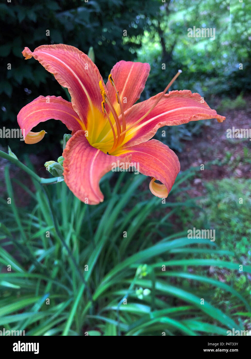 Single Tiger Lily im Garten. Stockfoto