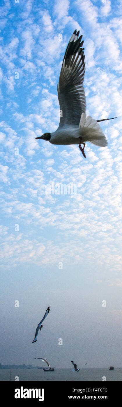 Seagull flogen am Himmel, Sittwe Myanmar Stockfoto