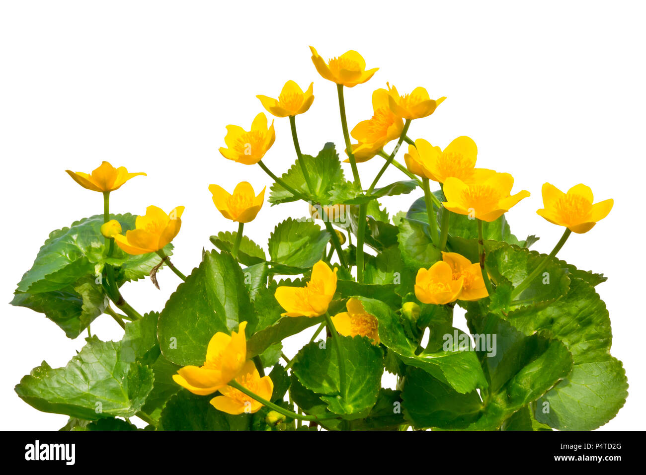 Blumenstrauß aus Sumpf - Tagetes auf einem weißen Hintergrund. Stockfoto