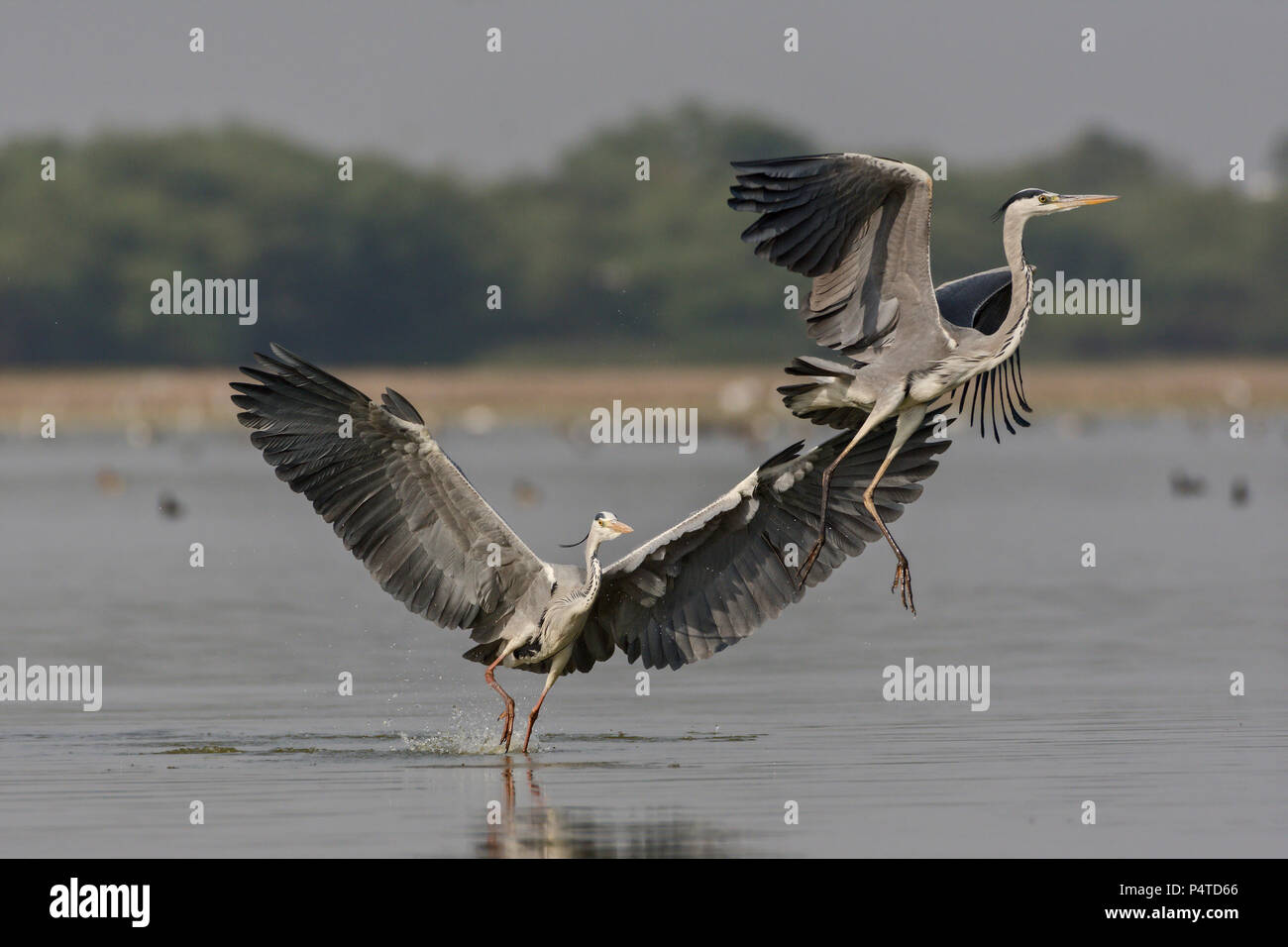 Graureiher (Ardea cinerea) Territoriale kämpfen. Stockfoto