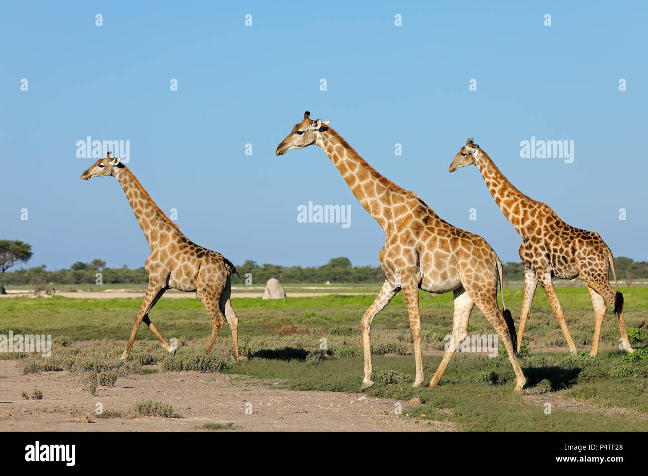 Giraffen (Giraffa Camelopardalis) zu Fuß über die Ebenen des Etosha National Park, Namibia Stockfoto