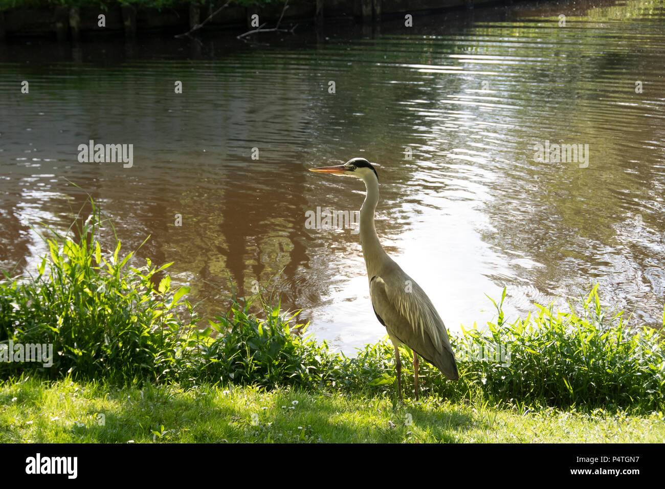 Reiher am Ufer eines Teiches in Amsterdam Niederlande Holland Park. Stockfoto