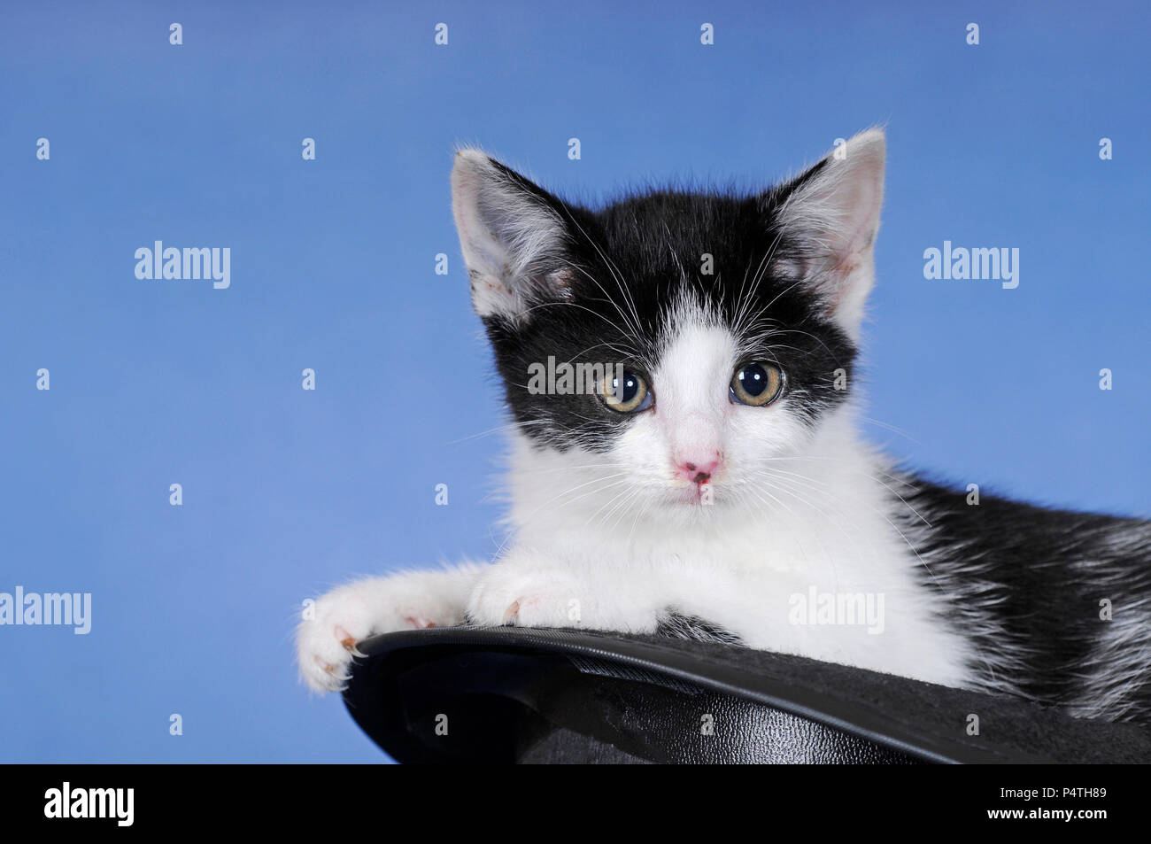 Kätzchen, 8 Wochen, schwarz-weiß Stockfoto