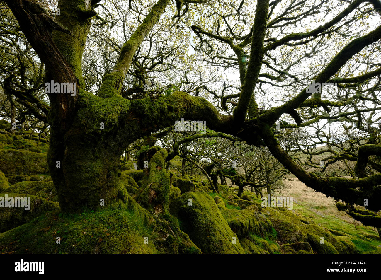 Wistman's Wood, den Dartmoor Nationalpark, alten Eichen, Devon, Vereinigtes Königreich Stockfoto