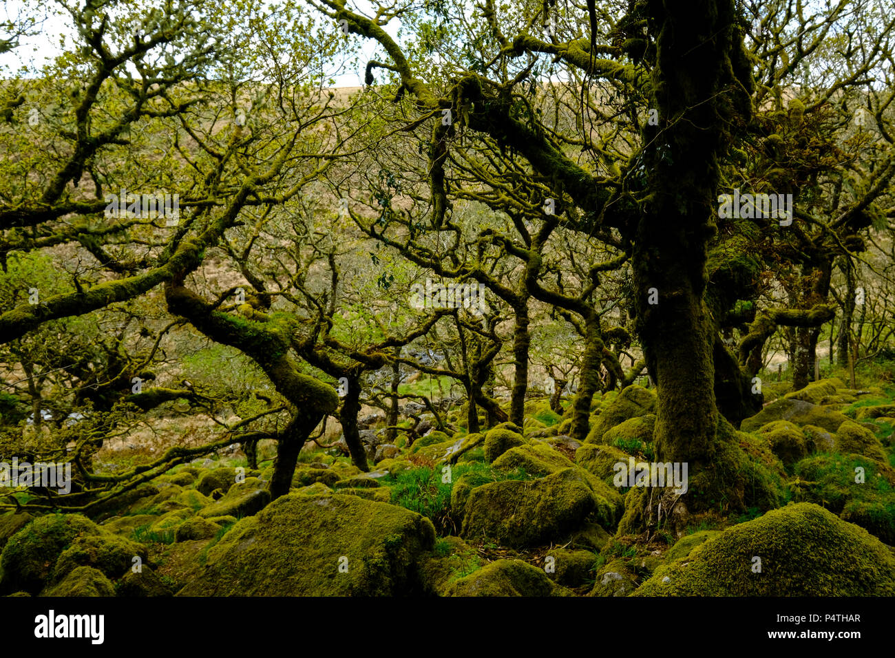 Wistman's Wood, den Dartmoor Nationalpark, alten Eichen, Devon, Vereinigtes Königreich Stockfoto