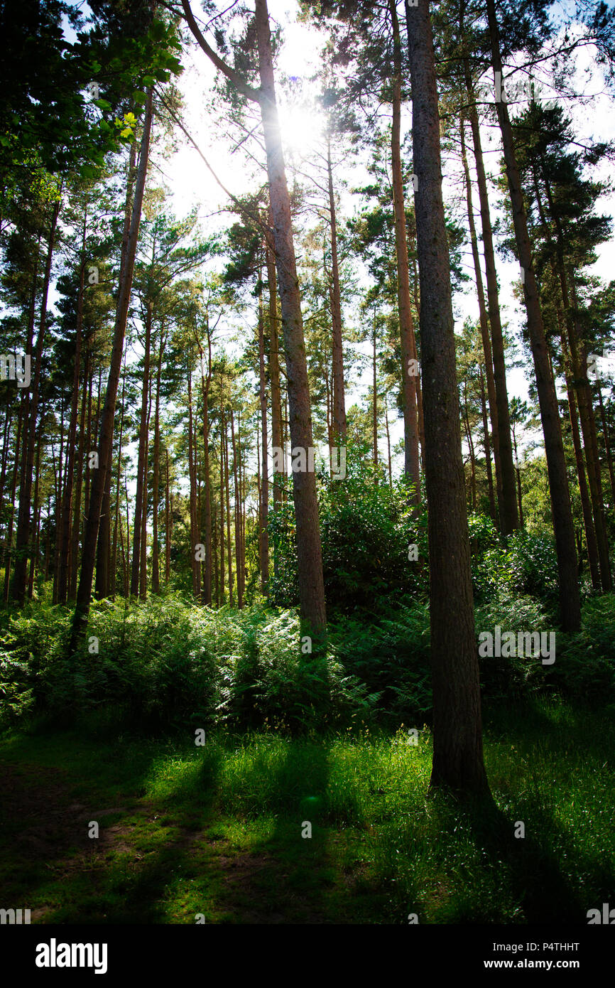 Landschaft Bild Wald/Wald mit Sonne scheint durch und einem kräftigen Grün Ton in Sandringham Holz in Großbritannien Stockfoto