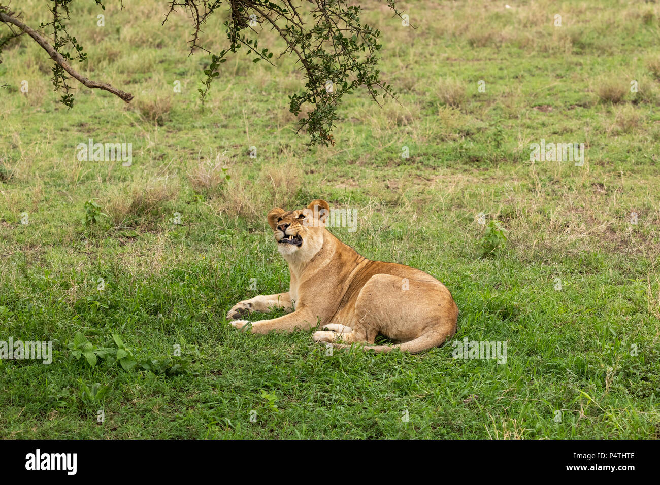 Afrikanischer Löwe (Panthera leo) Löwin von Insekten im Serengeti National Park, Tansania gereizt Stockfoto