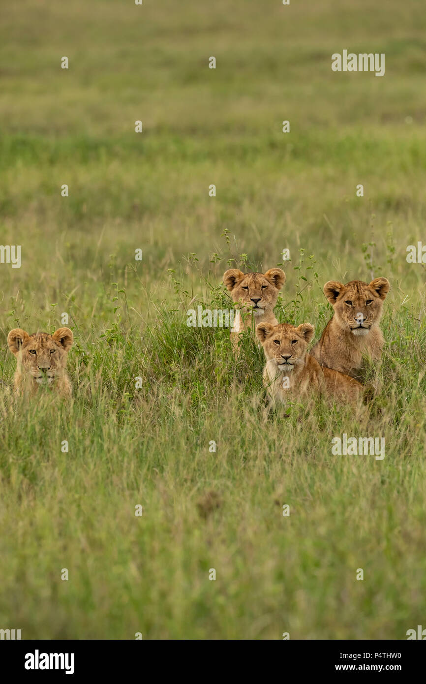 Afrikanischer Löwe (Panthera leo) Sub-Erwachsene im langen Gras in der Serengeti National Park, Tansania Stockfoto