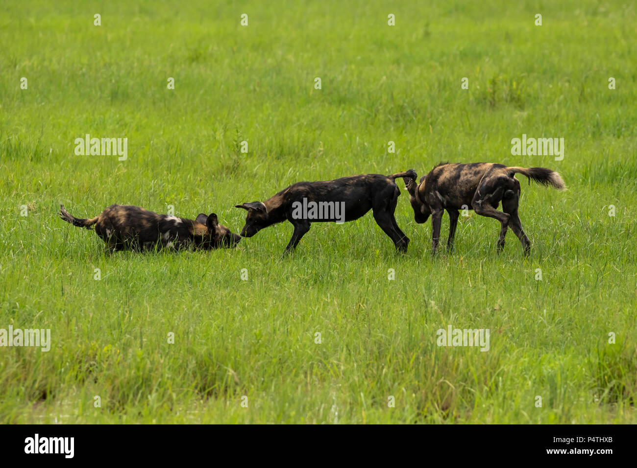 Afrikanischer Wildhund (Lycaon pictus) Pack im Serengeti National Park, Tansania Interaktion Stockfoto