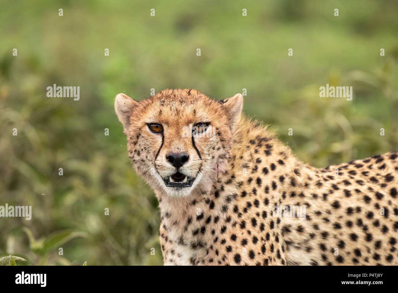 Gepard (Acinonyx jubatus) Porträt im Serengeti National Park, Tansania Stockfoto