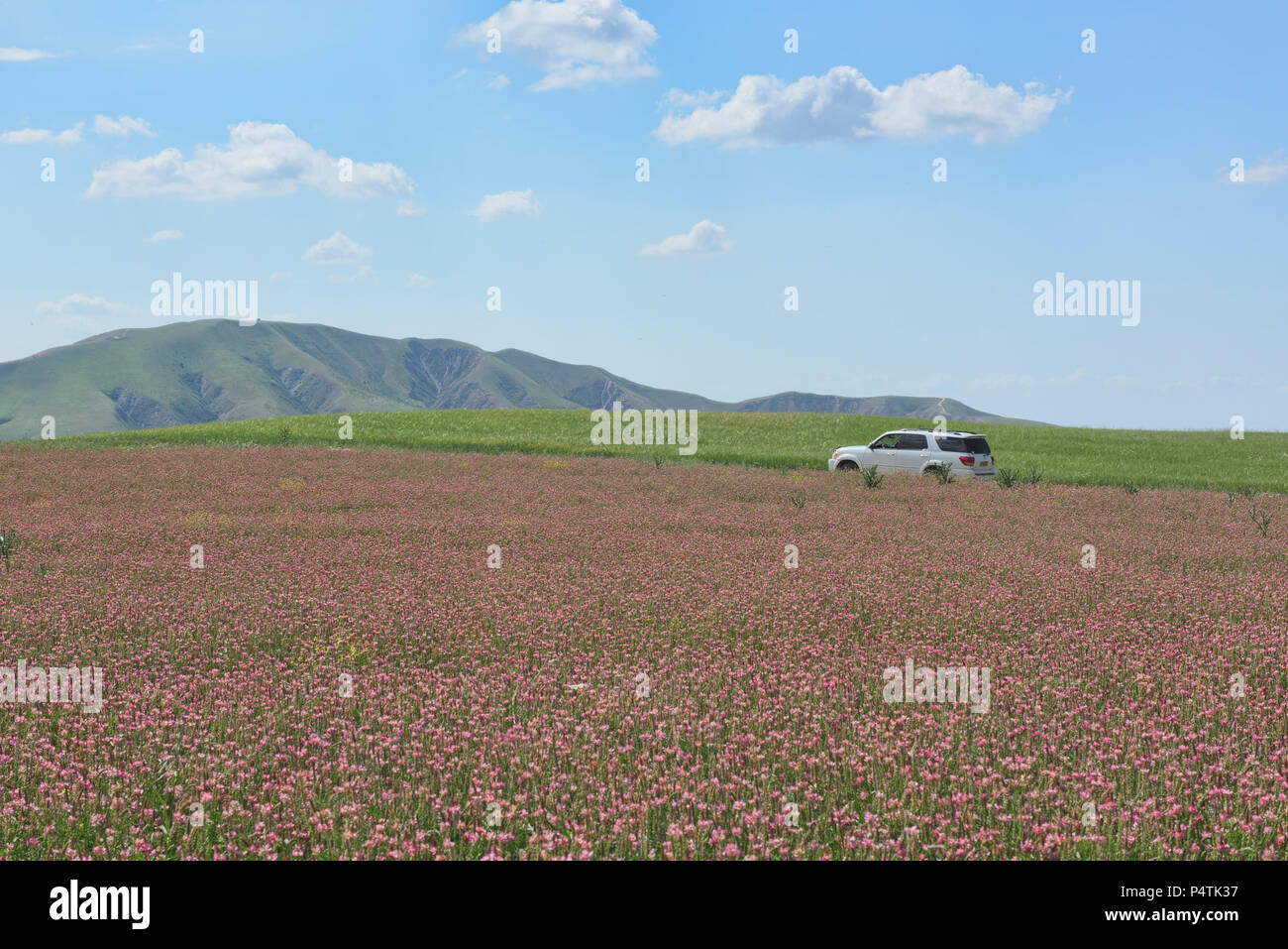 Schöne Felder der Esparsette, Bischkek, Kirgisistan Stockfoto