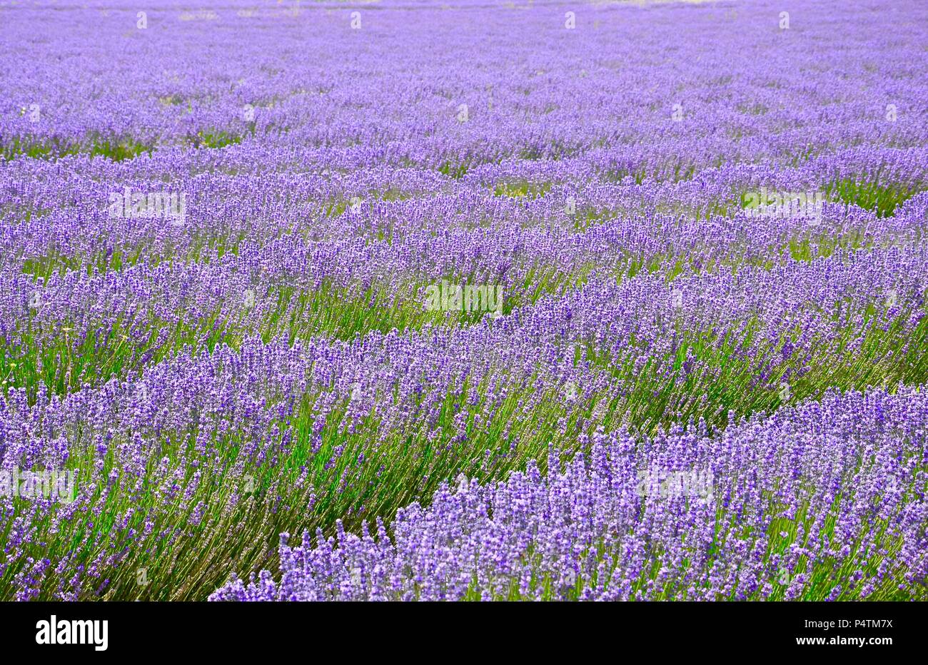 Bluhende Lavendelfelder In Der Provence Frankreich Landschaft