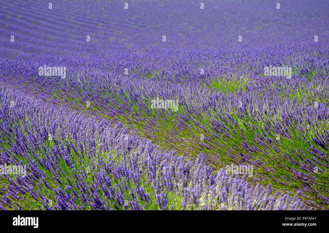 Bluhende Lavendelfelder In Der Provence Frankreich Landschaft