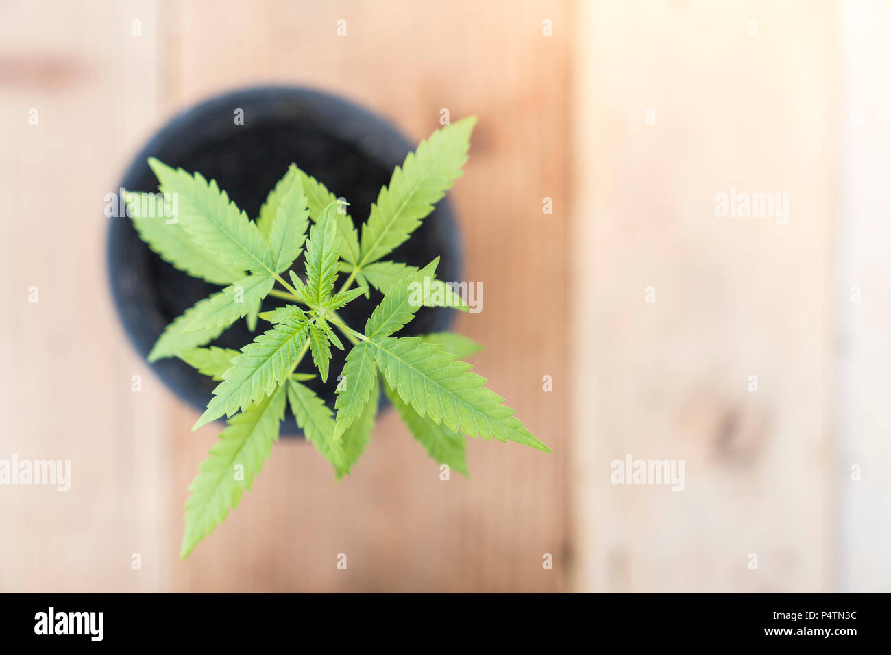 Cannabis Pflanze mit Holz- Hintergrund Stockfotografie - Alamy