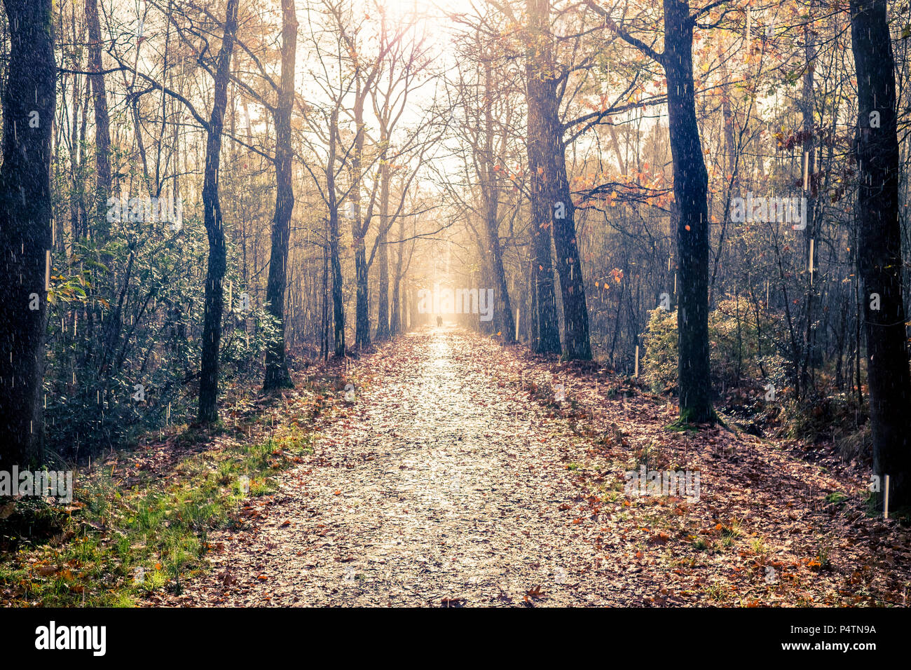 Regen und Sonnenschein auf einem Waldweg, libel Nature Reserve, Boxtel, Niederlande Stockfoto