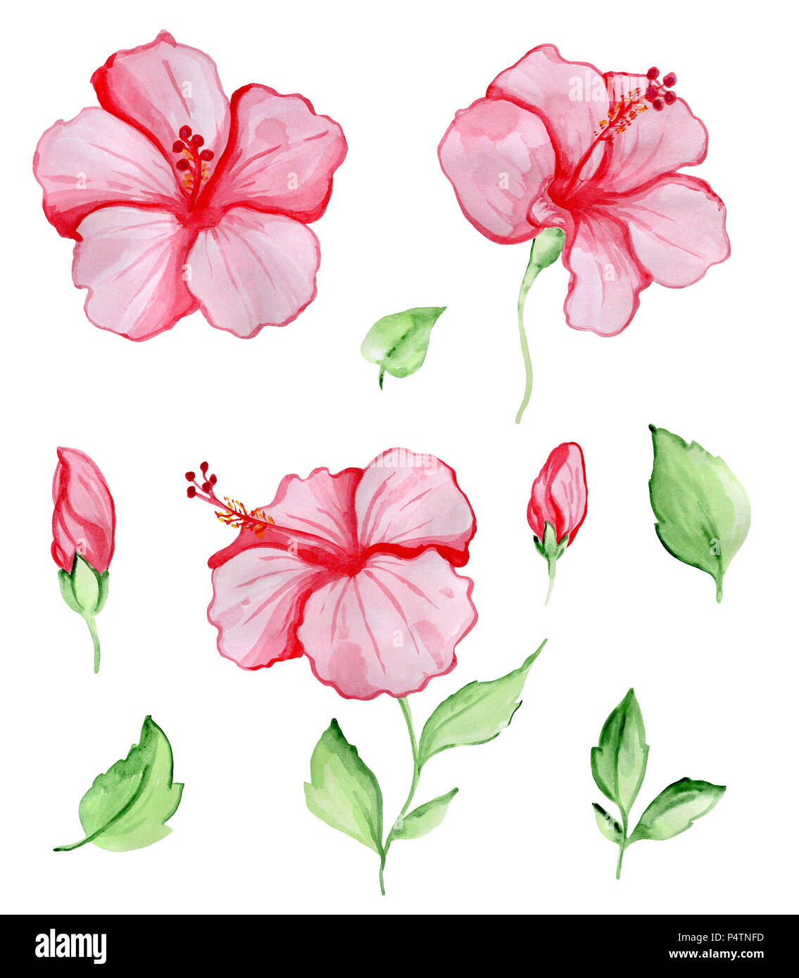 Hand gezeichnet Aquarell rot Hibiskus Blumen und grüne Blätter. Tropische Pflanzen auf einem weißen Hintergrund. Stockfoto