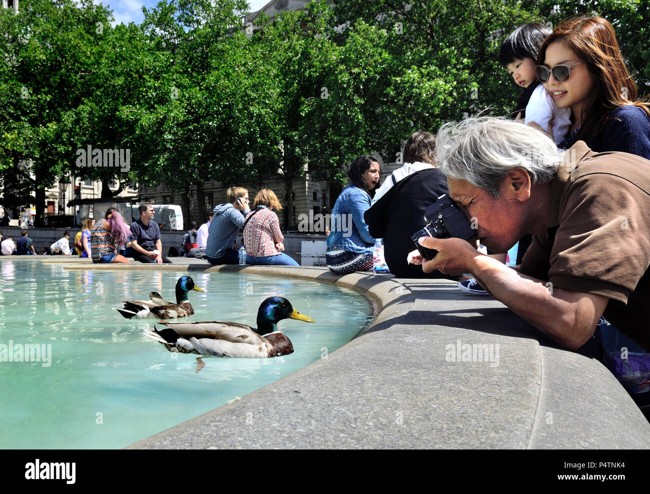 Japanische Touristen fotografieren Stockenten (Anas platyrhynchos) in einem der Brunnen am Trafalgar Square, London, England, UK. Stockfoto