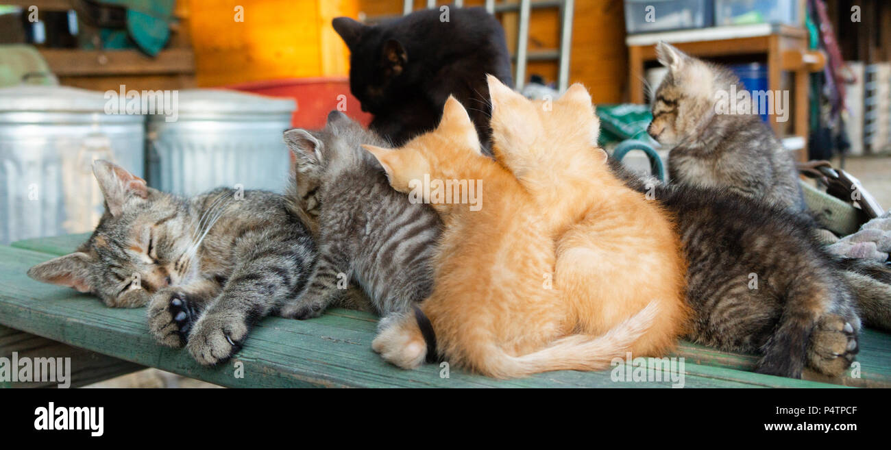 Kätzchen Familie Stockfoto