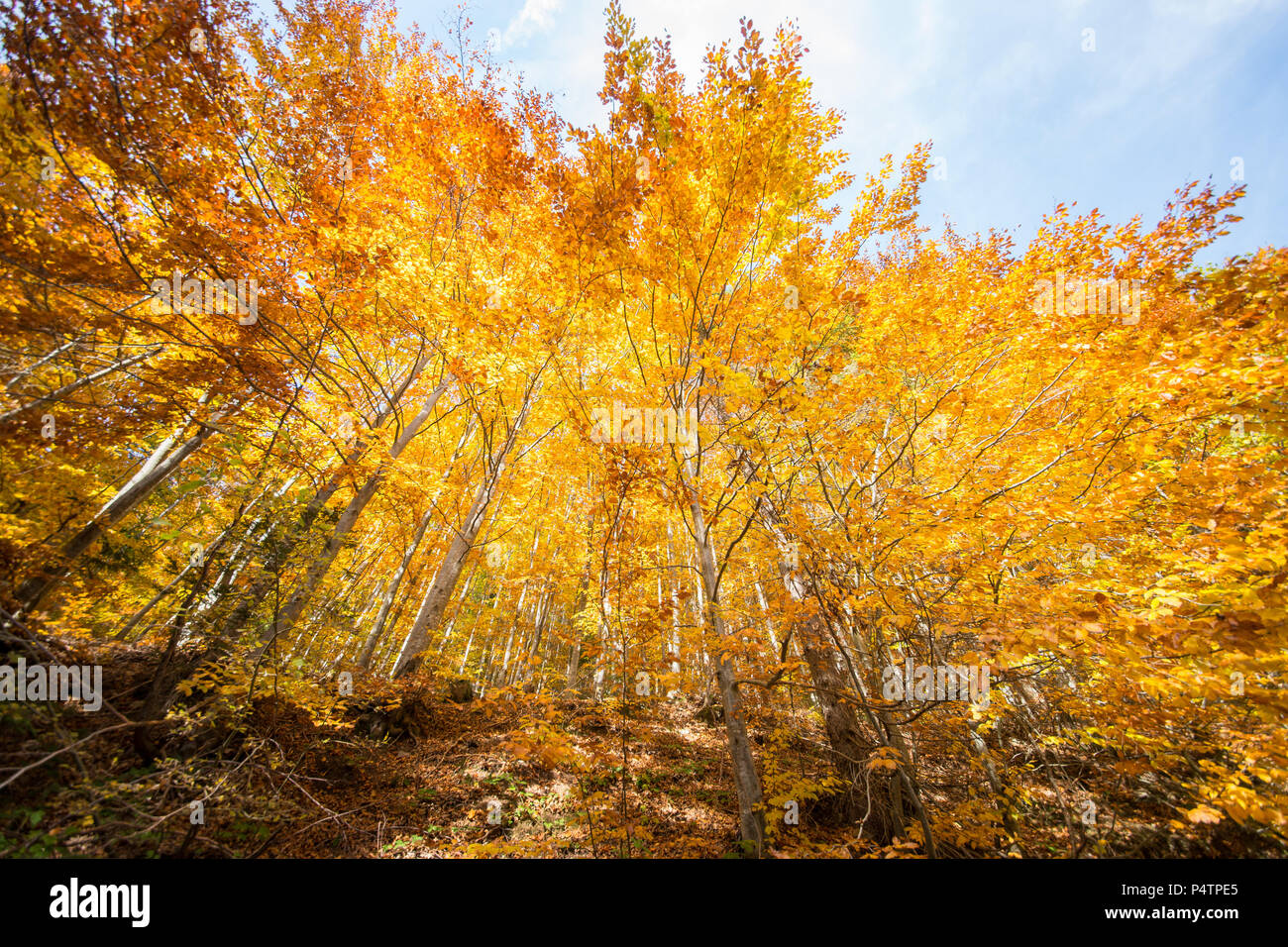 Goldgelb gefärbt Herbst Wald im Apuseni Naturpark, Arieseni, Rumänien. Stockfoto