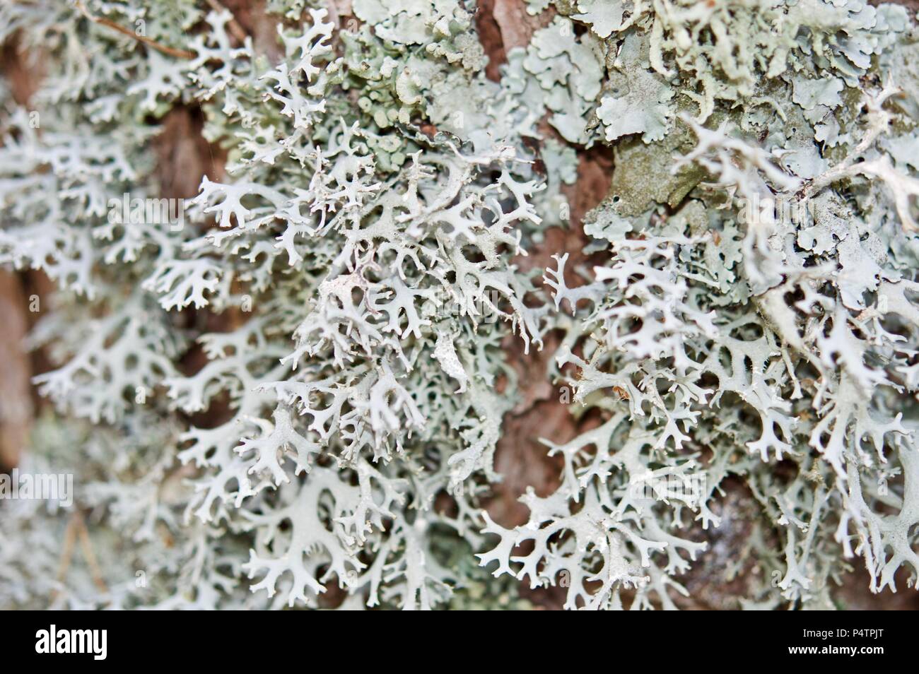 Flechten, eingebettet in einen Baum in Makro anzeigen Stockfoto