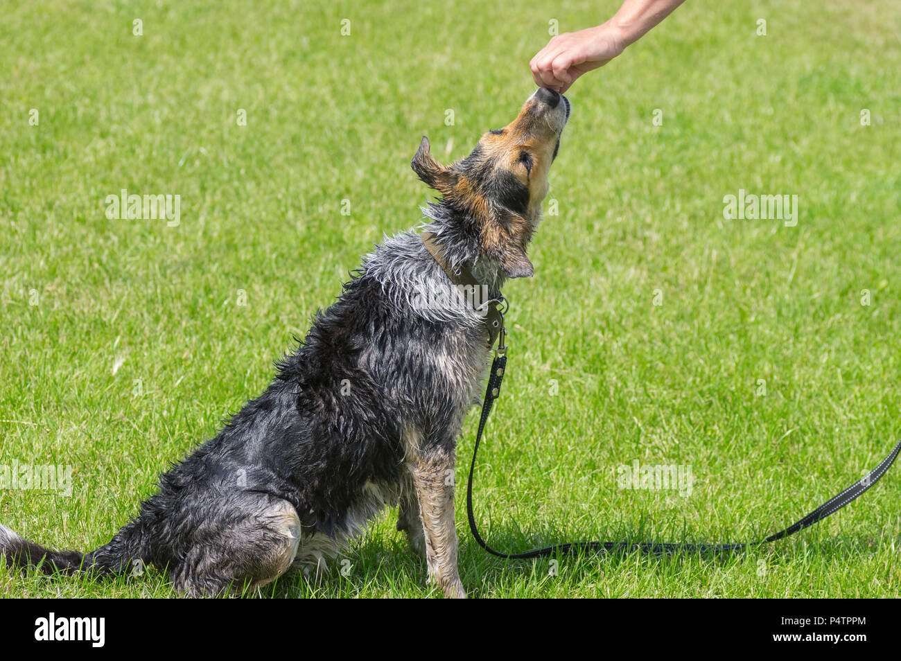 Master Lures gemischt - Rasse Hündin mit Essen während Hund sitzen auf dem Rasen nach der Badewanne Verfahren Stockfoto