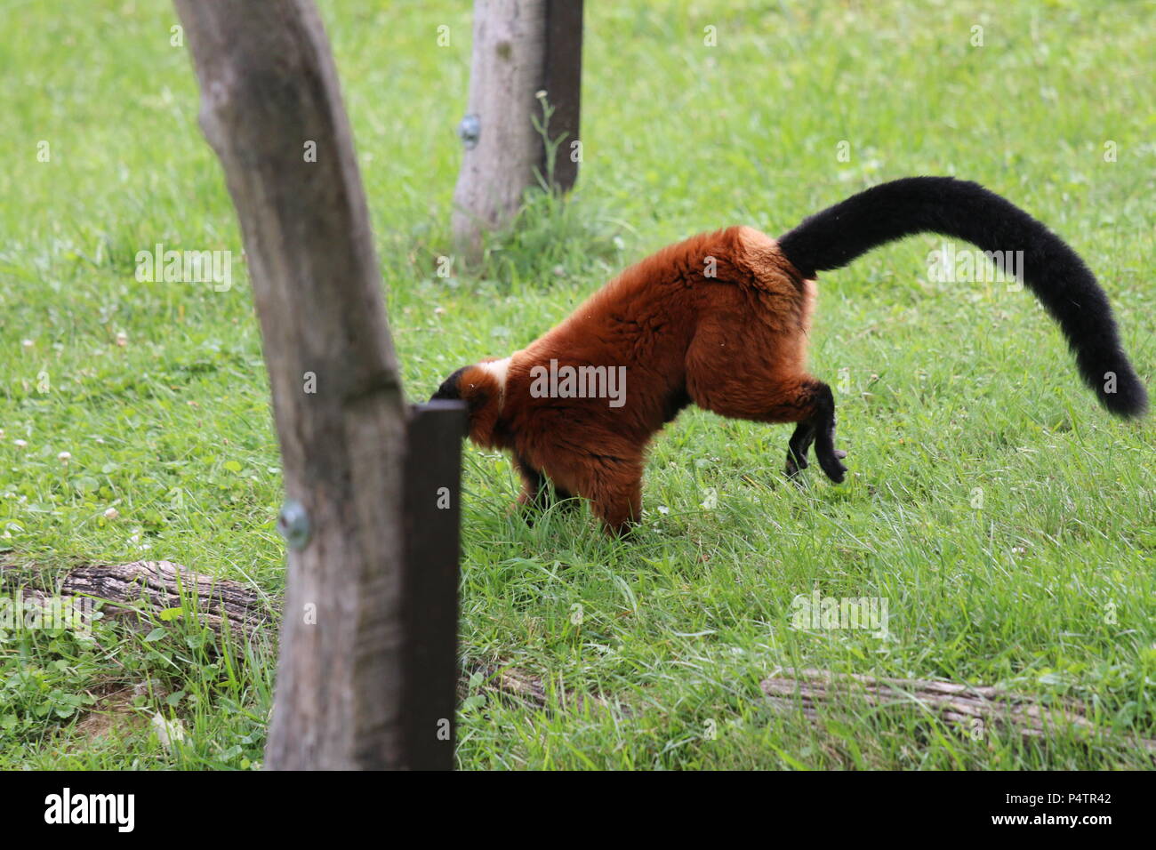 Roter Vari-Varecia rubra Stockfoto