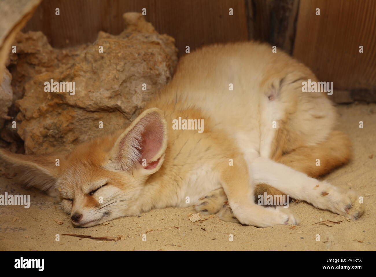 Fennec fox-Vulpes Zerda Stockfoto