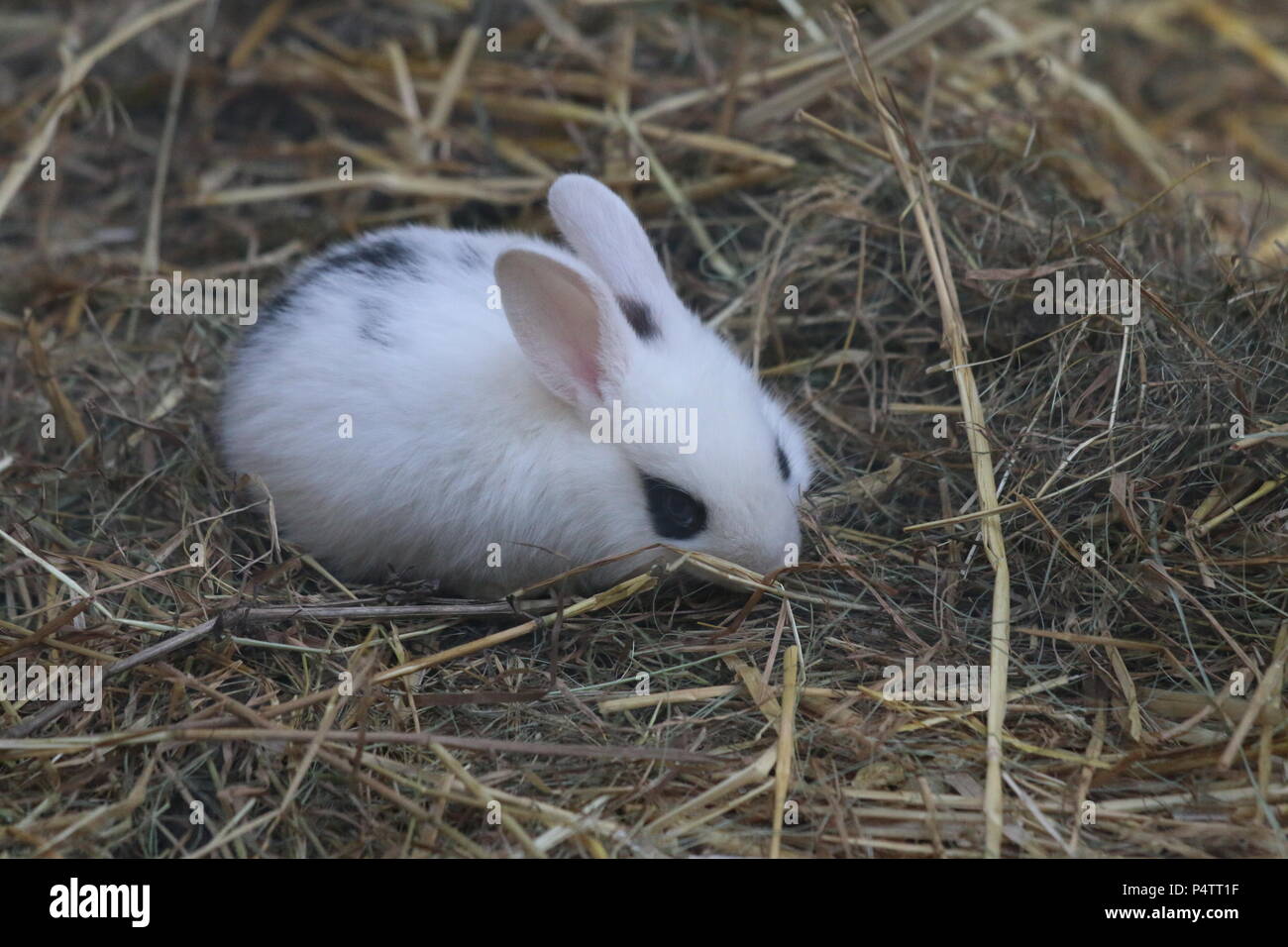 Kaninchen - Oryctolagus cuniculus var. domestica Stockfoto