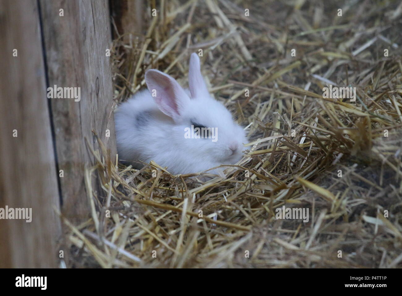 Kaninchen - Oryctolagus cuniculus var. domestica Stockfoto