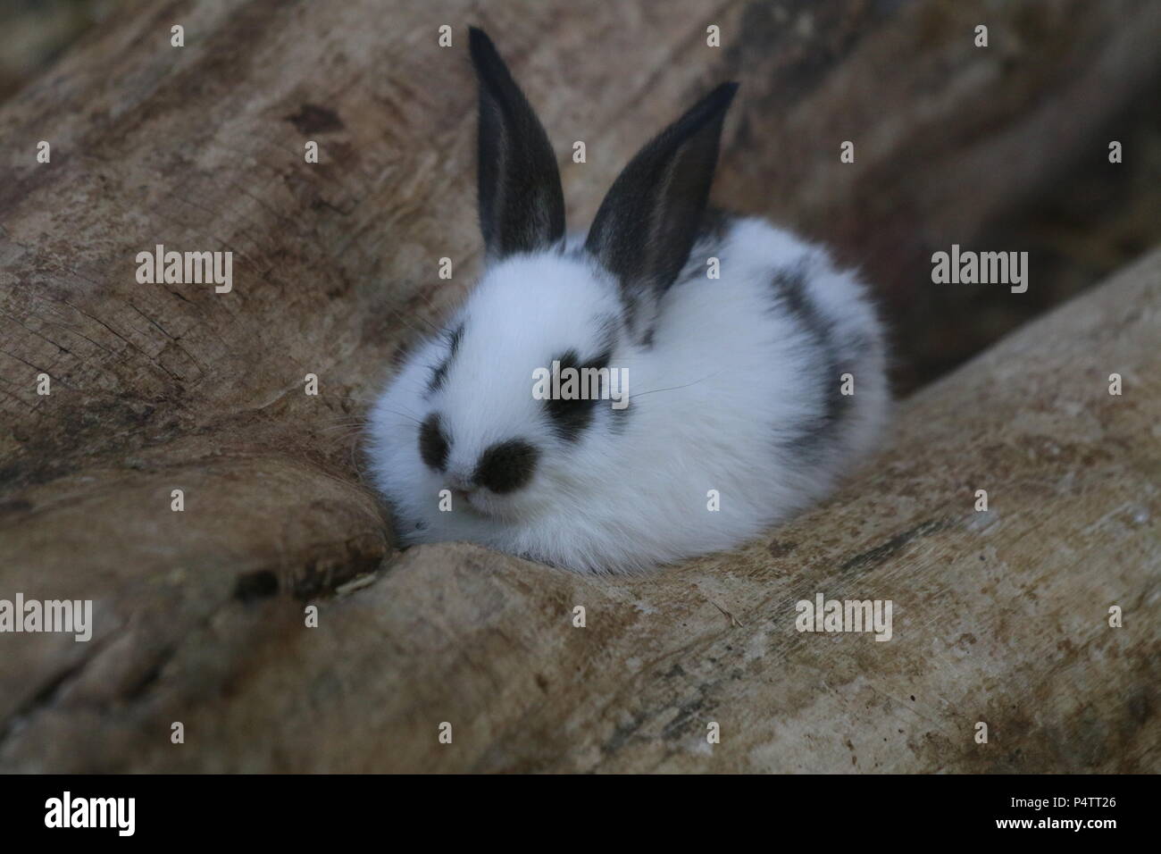 Kaninchen - Oryctolagus cuniculus var. domestica Stockfoto