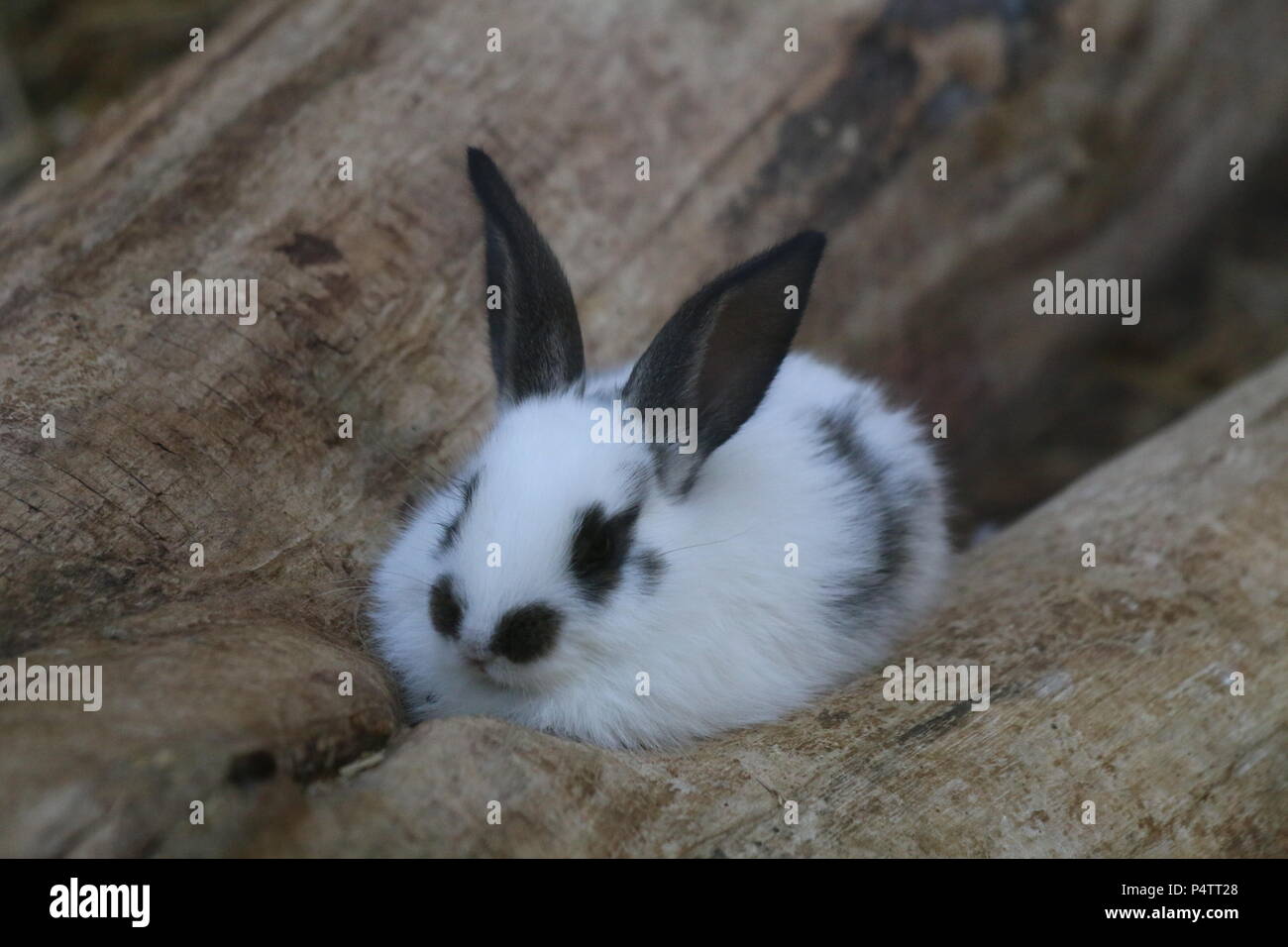 Kaninchen - Oryctolagus cuniculus var. domestica Stockfoto