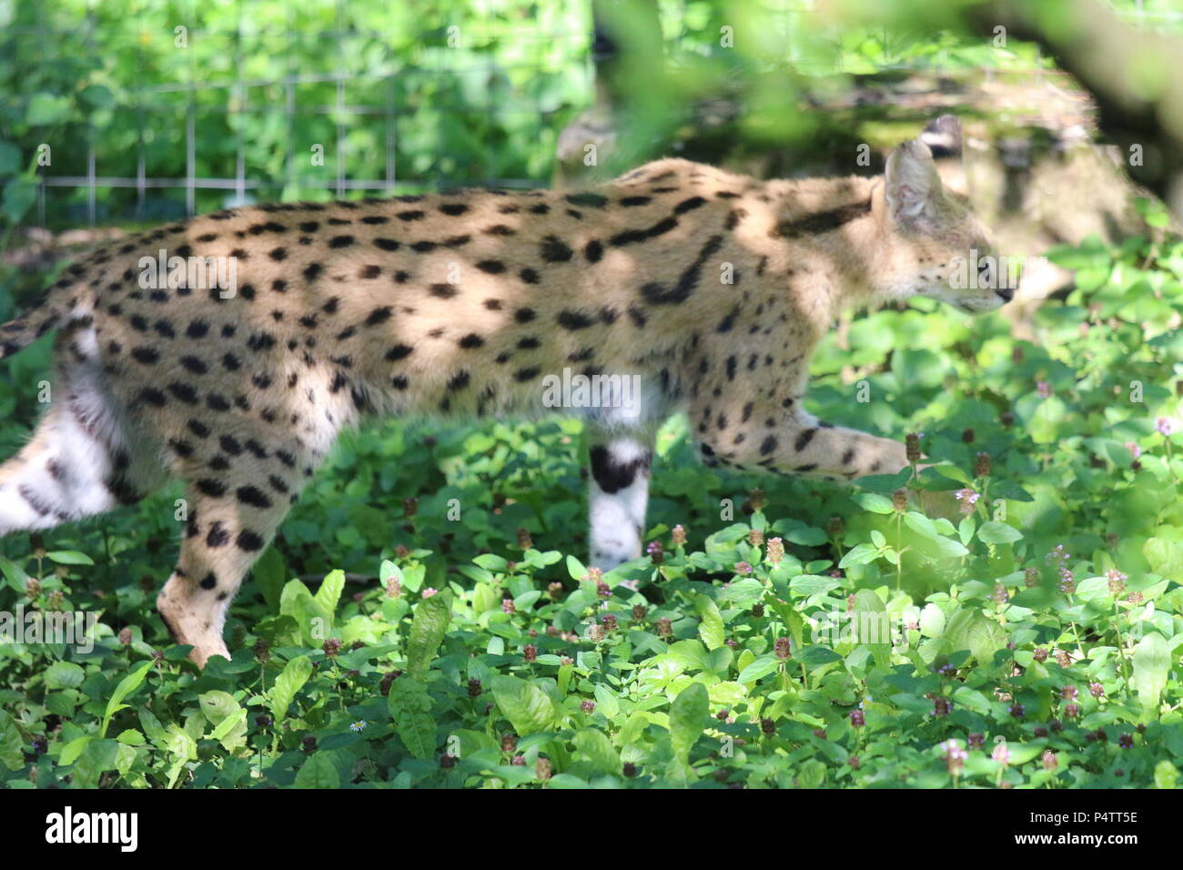 Serval - Leptailurus serval Stockfoto