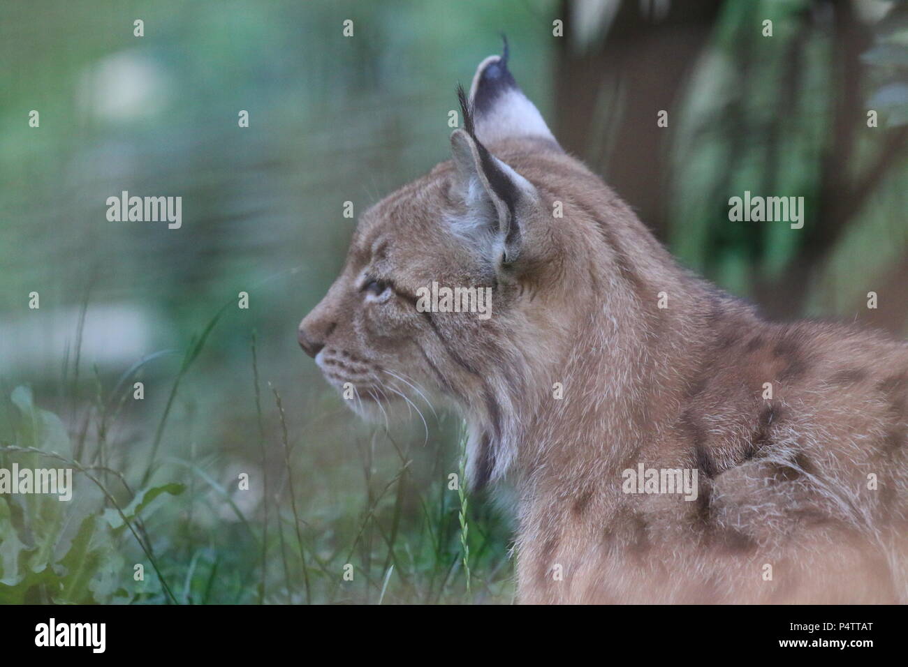 Serval - Leptailurus serval Stockfoto