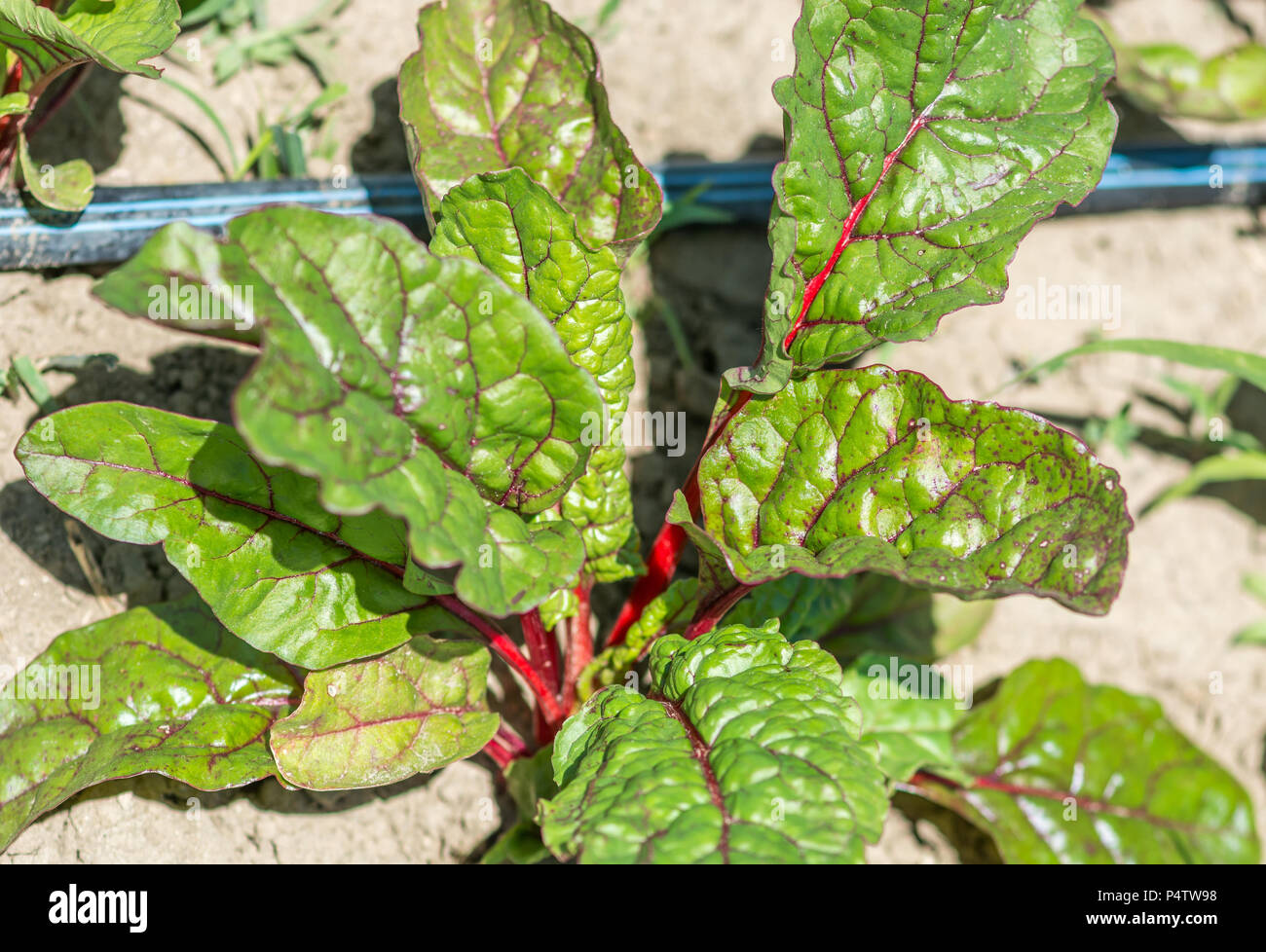 Alles über Wachsende organische Rote Bete im Herbst zu genießen Zeit Stockfoto